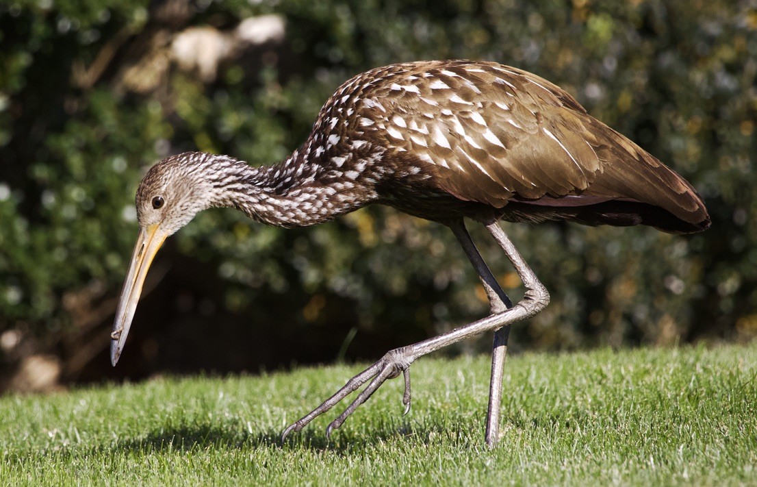 Limpkin (Speckled) - ML646978544