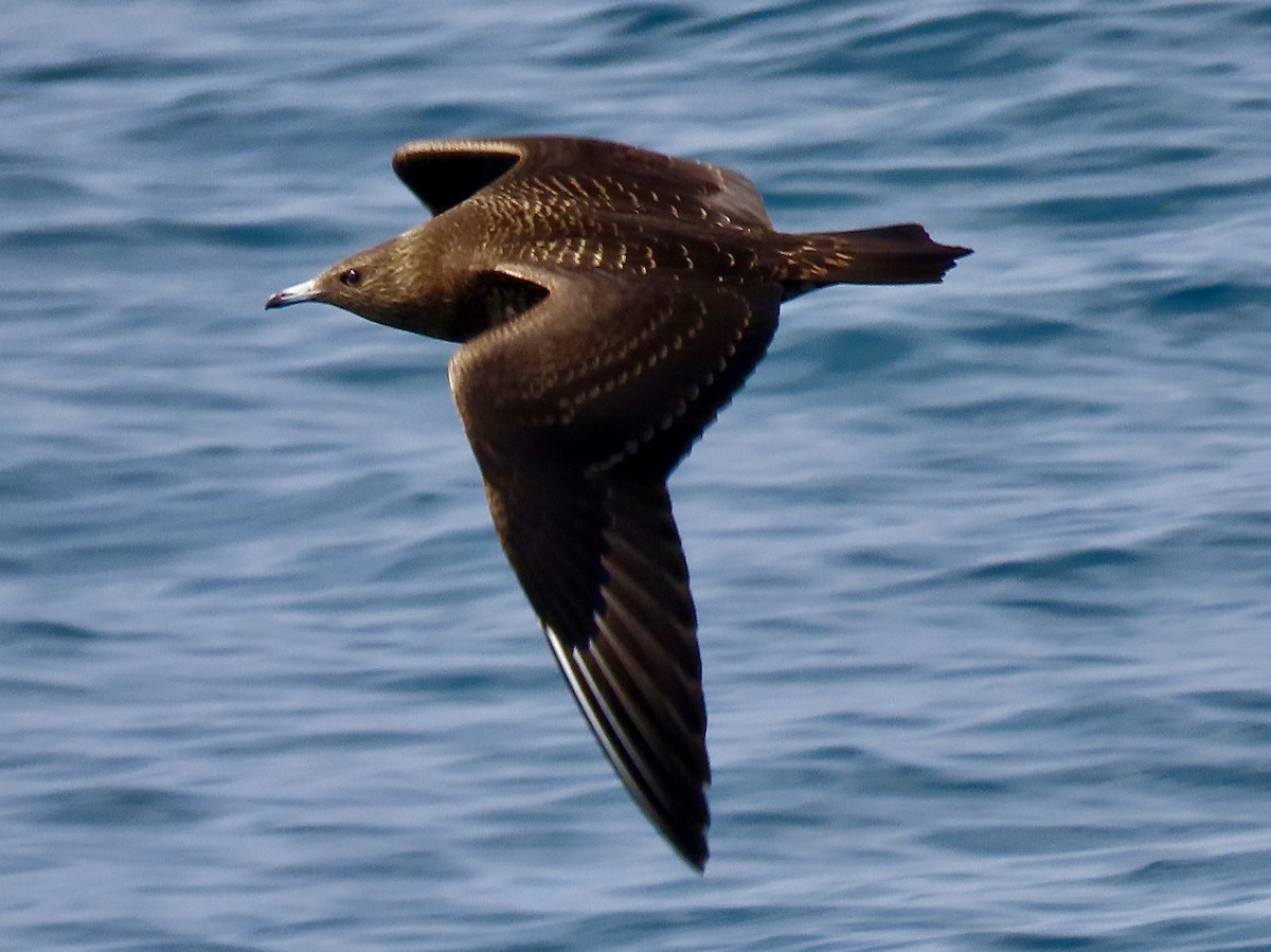 Parasitic Jaeger - ML646978548
