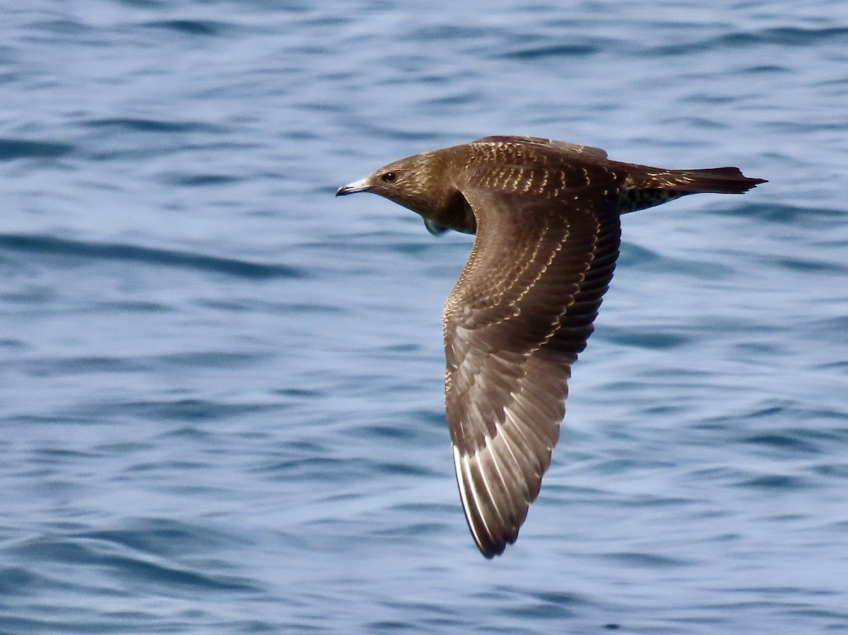 Parasitic Jaeger - ML646978549