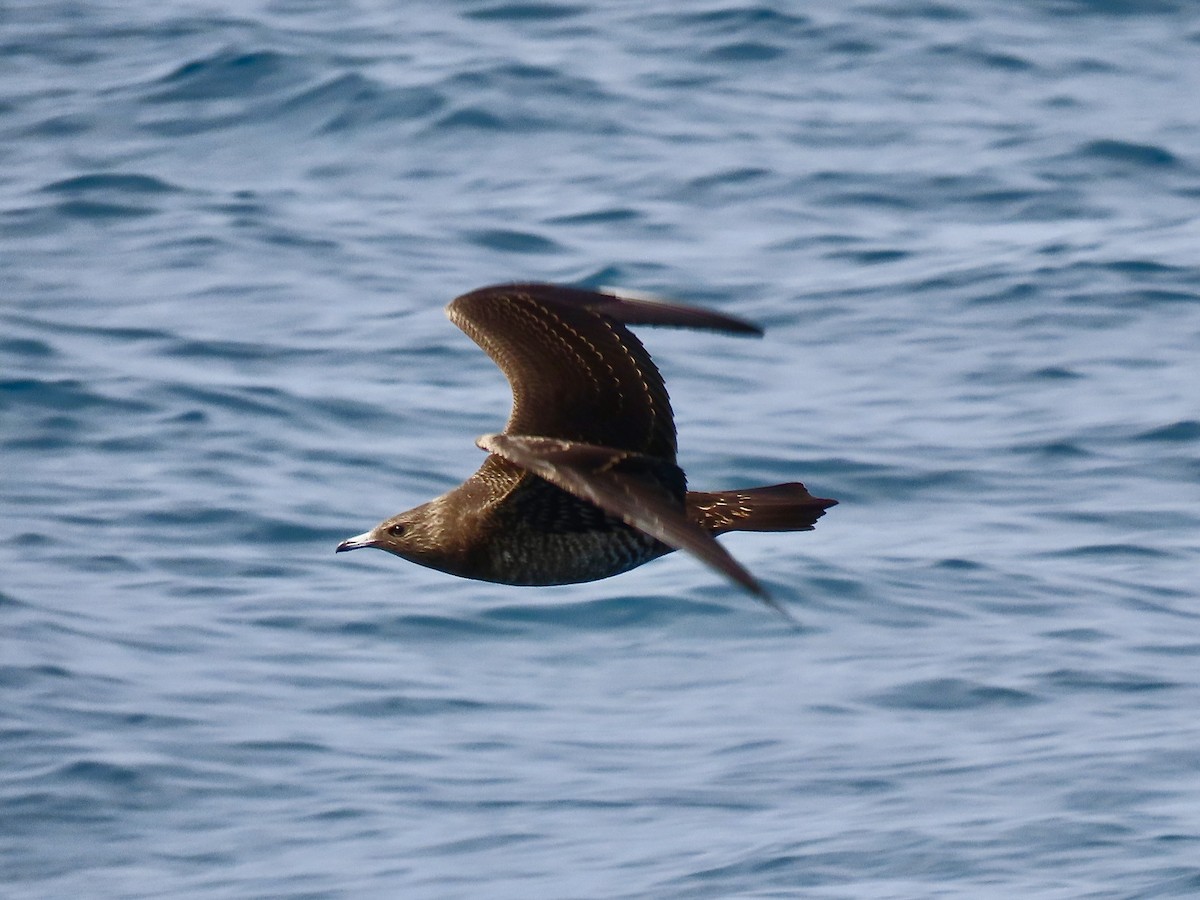 Parasitic Jaeger - ML646978550