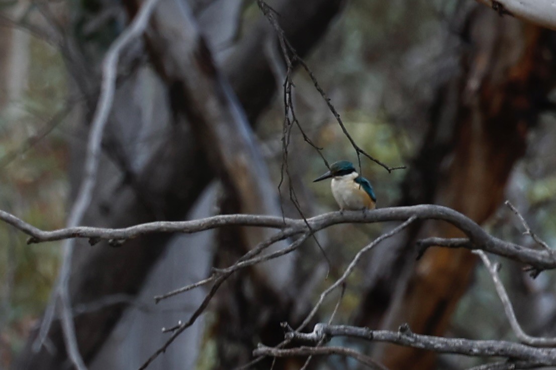 Sacred Kingfisher (Australasian) - ML646978551