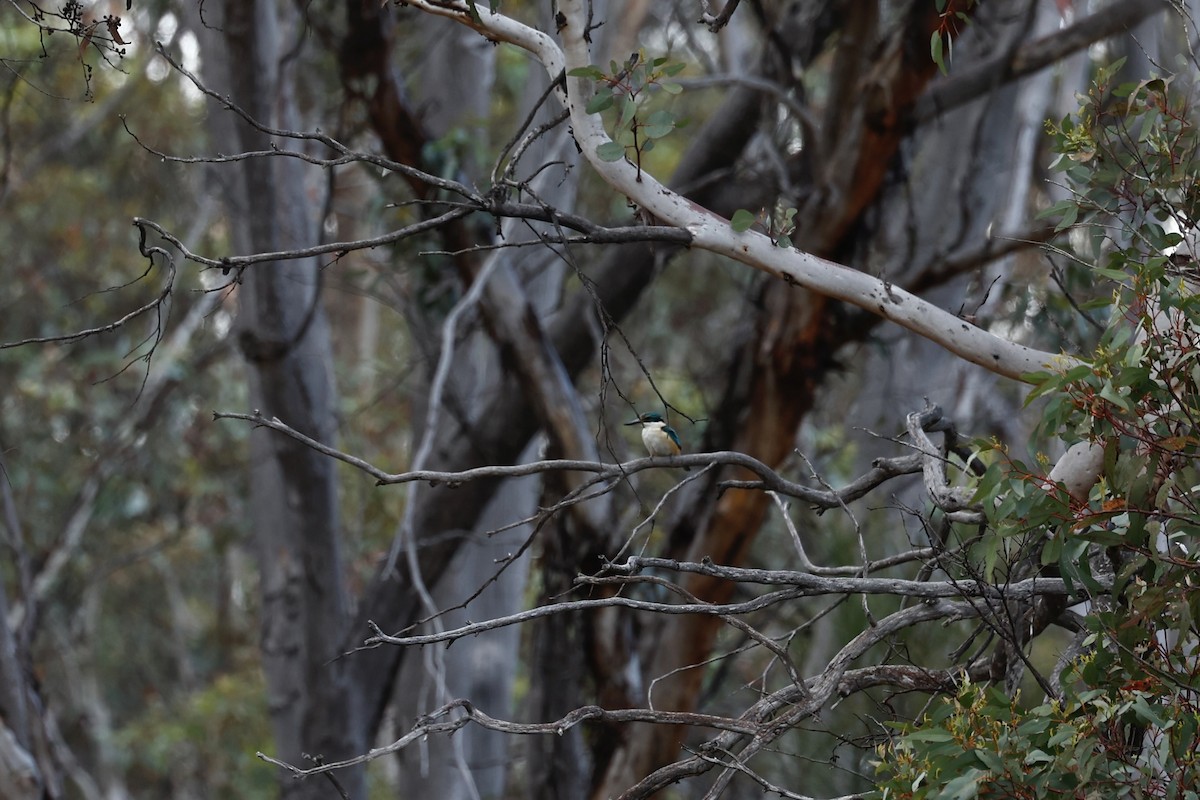 Sacred Kingfisher (Australasian) - ML646978552