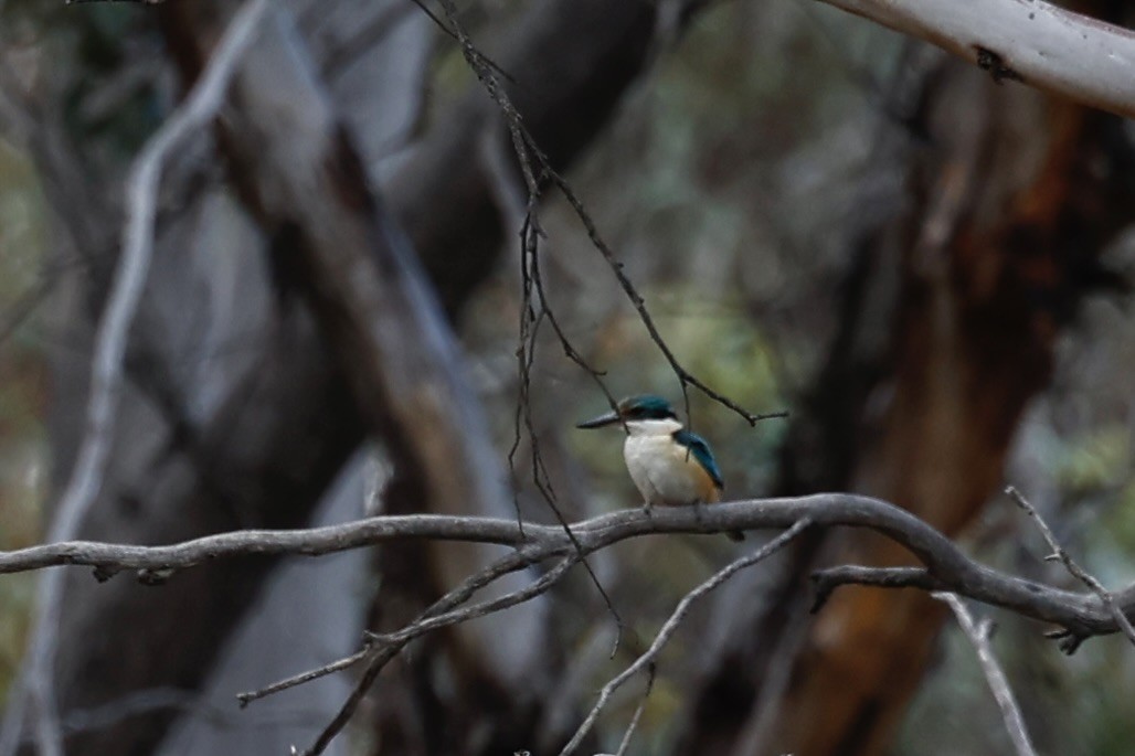 Sacred Kingfisher (Australasian) - ML646978553