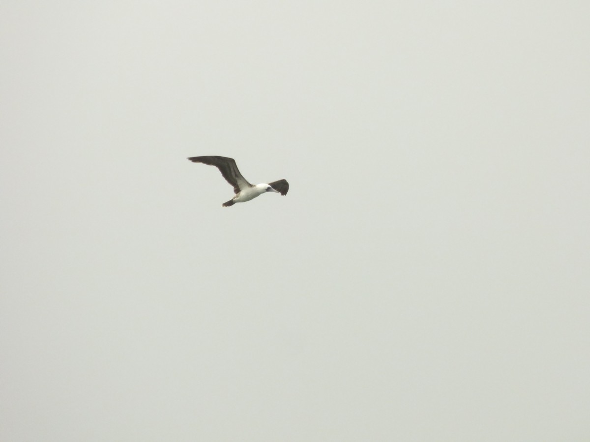 terej guánový - ML646978557