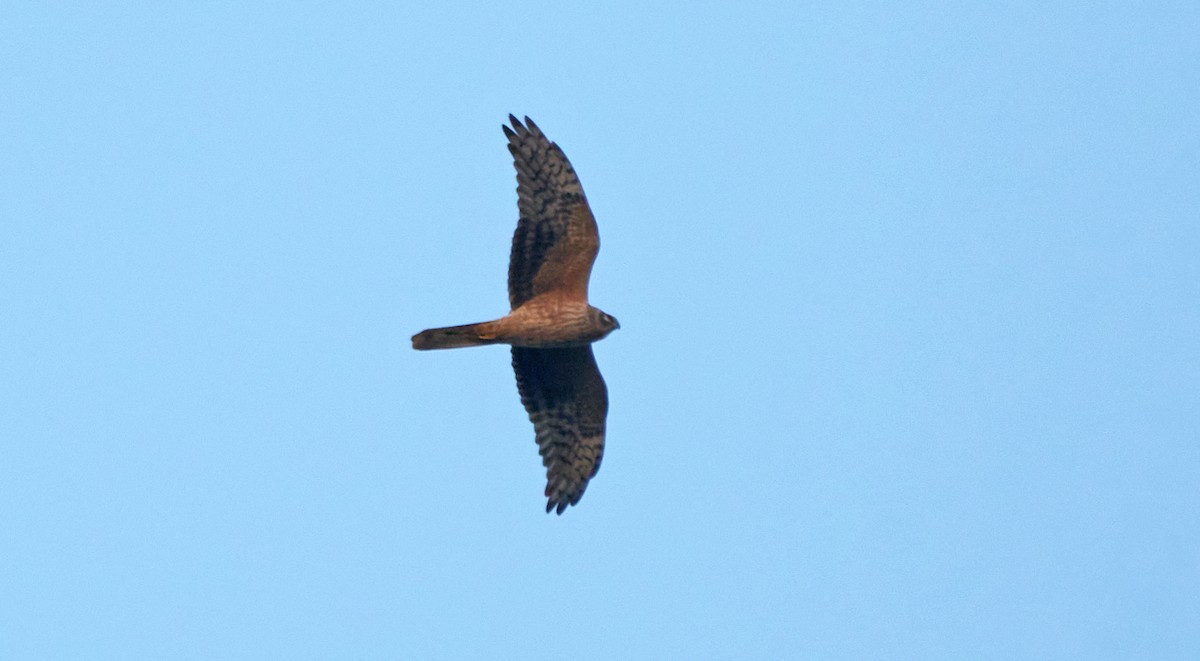 Bozkır Delicesi - ML646978559