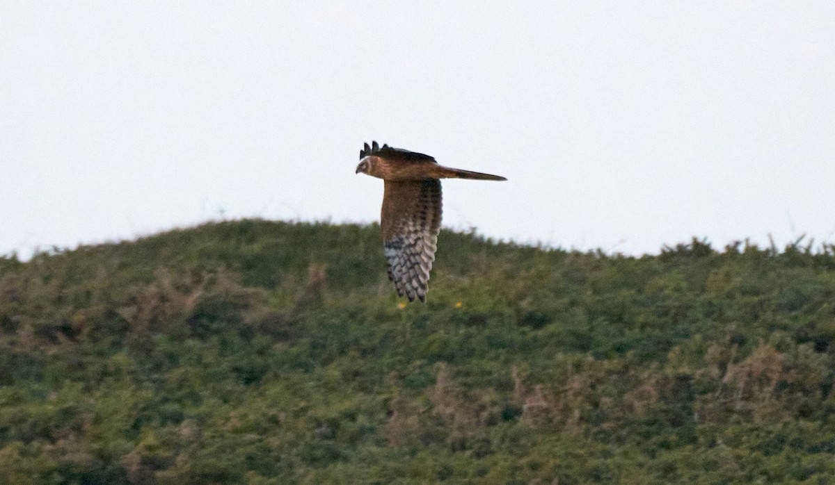 Bozkır Delicesi - ML646978561