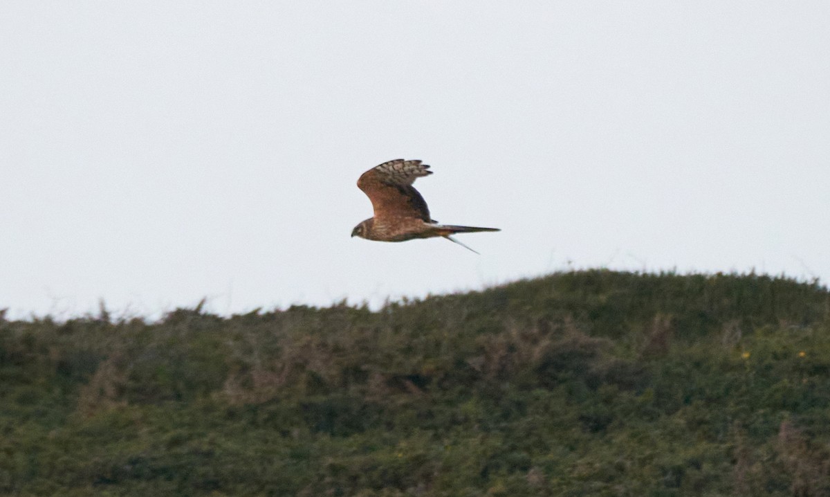 Bozkır Delicesi - ML646978562