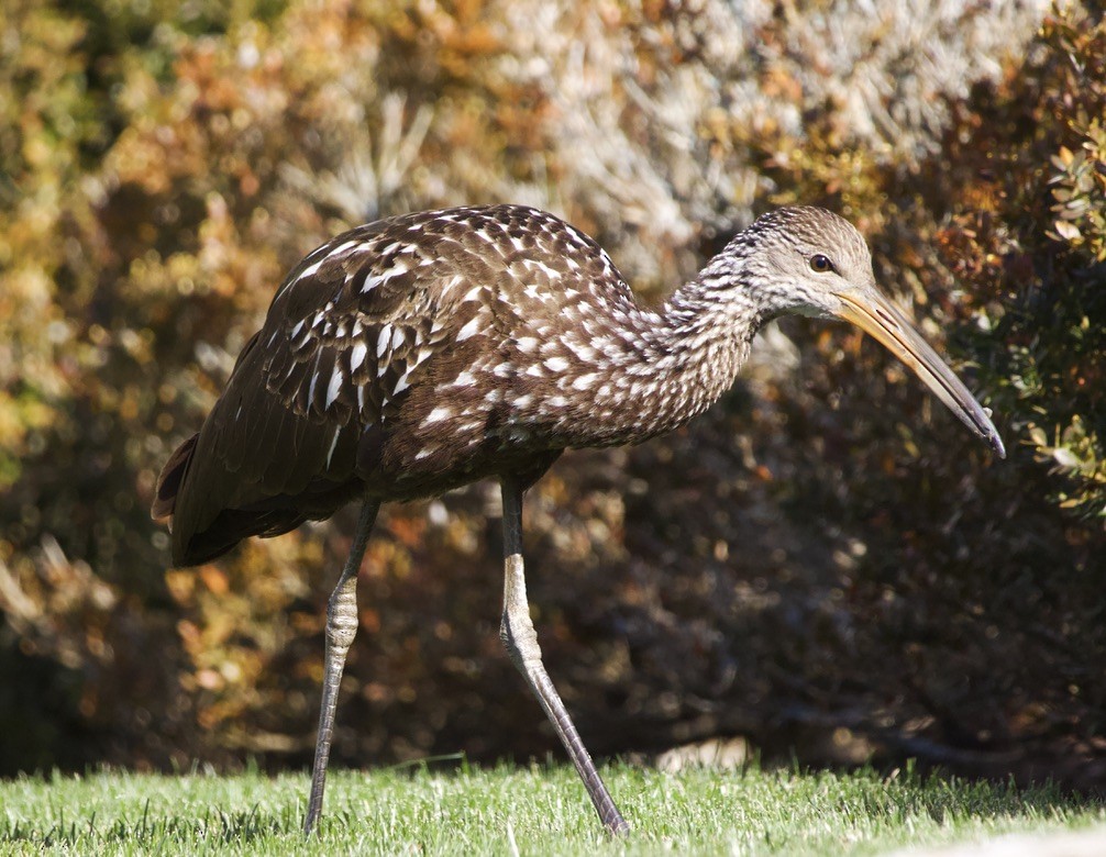 Limpkin (Speckled) - ML646978566