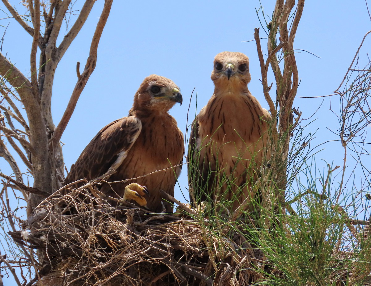 עקב עיטי - ML646978568
