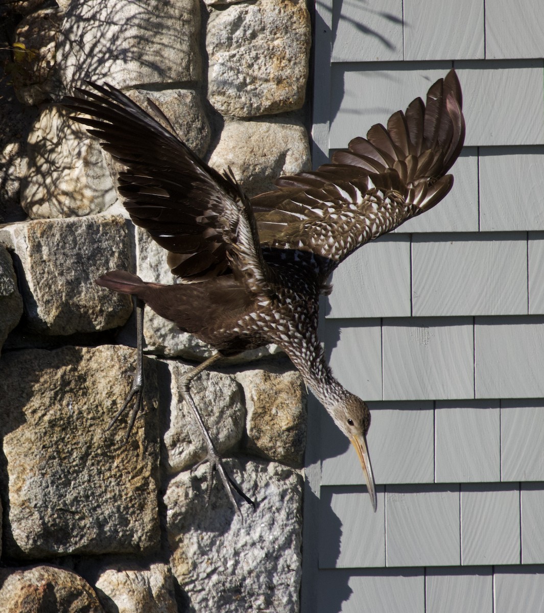 Limpkin (Speckled) - ML646978569