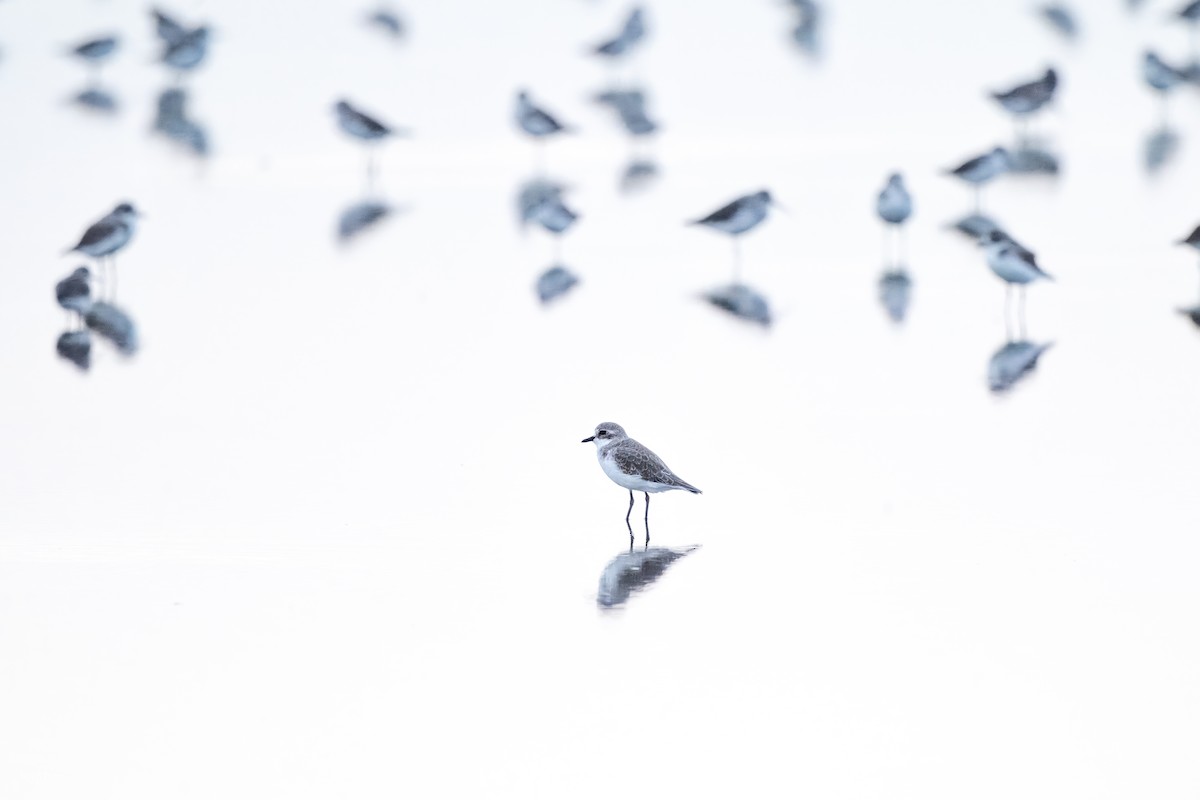 Tibetan Sand-Plover - ML646978575