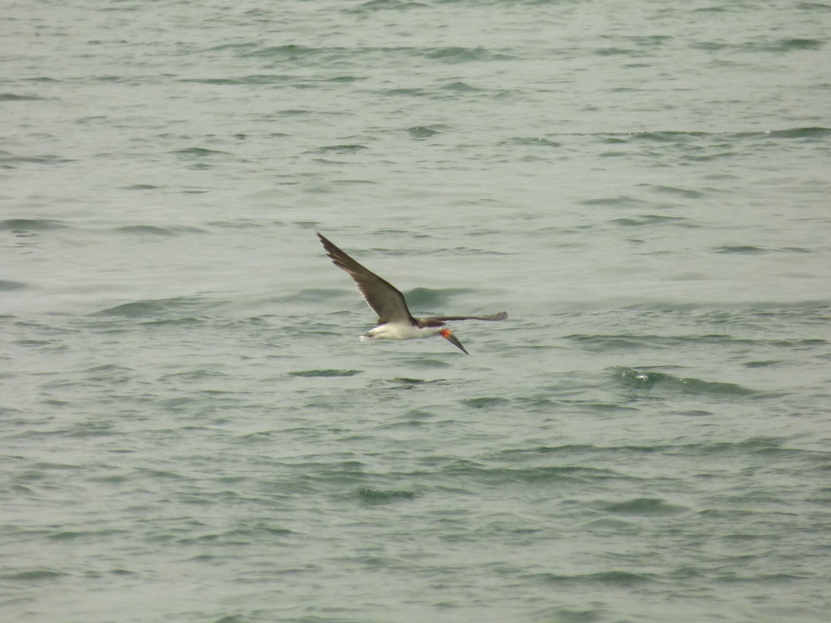 zoboun americký - ML646978579