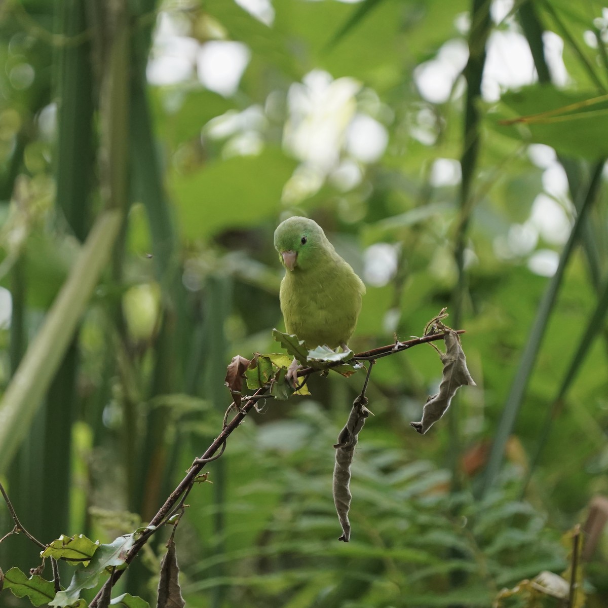 Spectacled Parrotlet - ML646978580