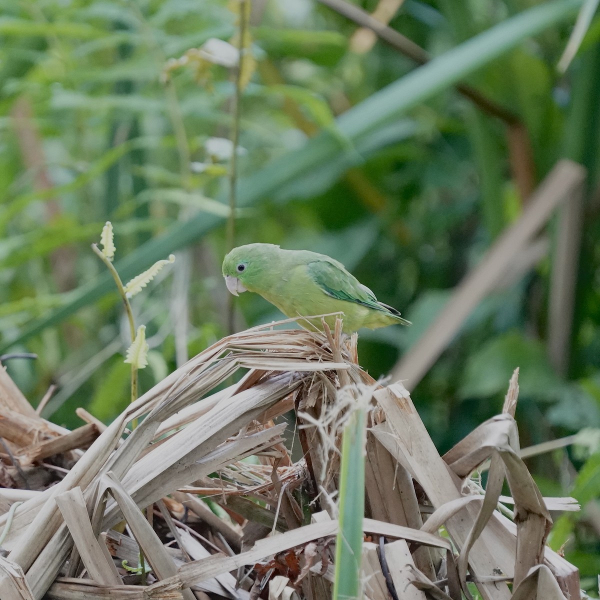 Spectacled Parrotlet - ML646978581