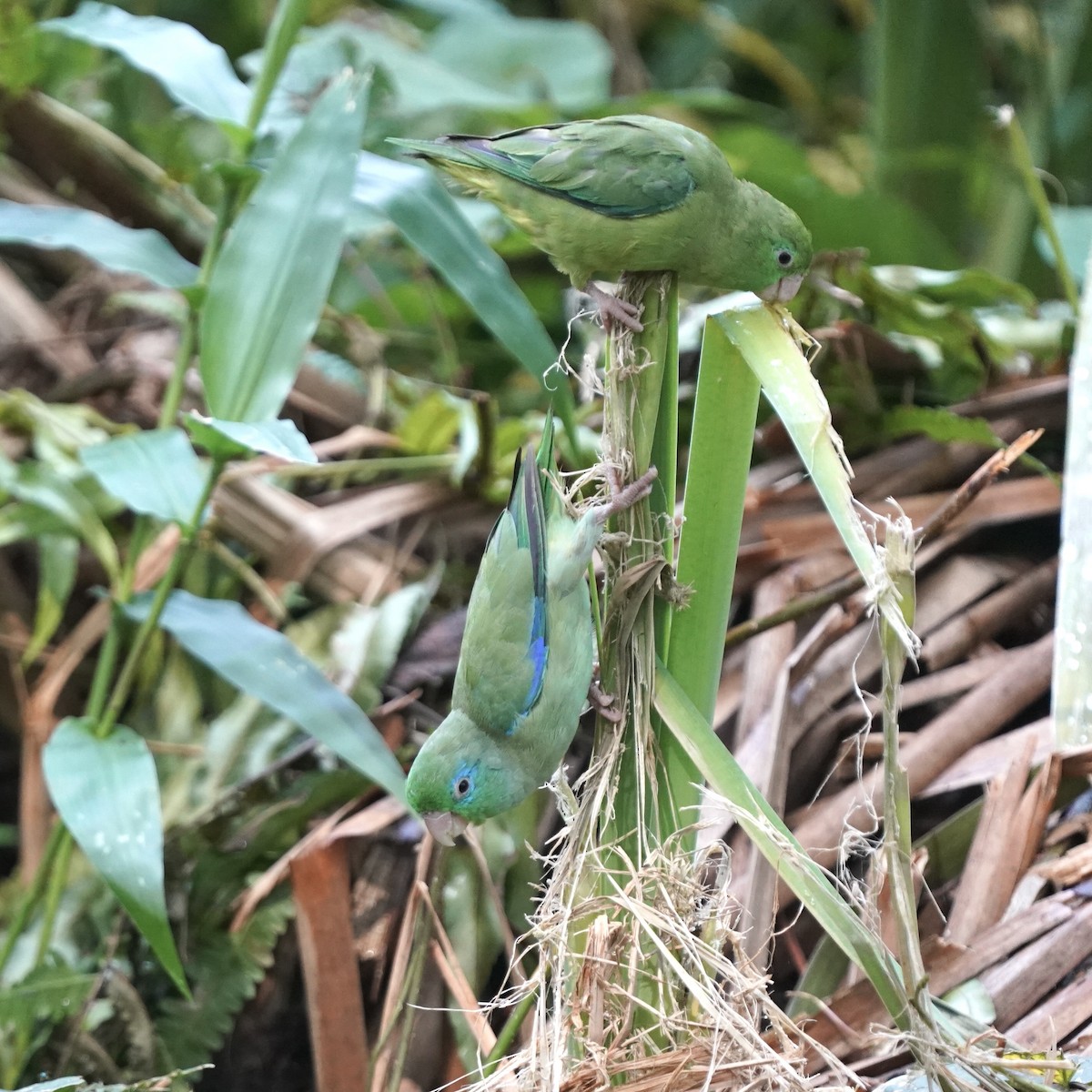 Spectacled Parrotlet - ML646978582