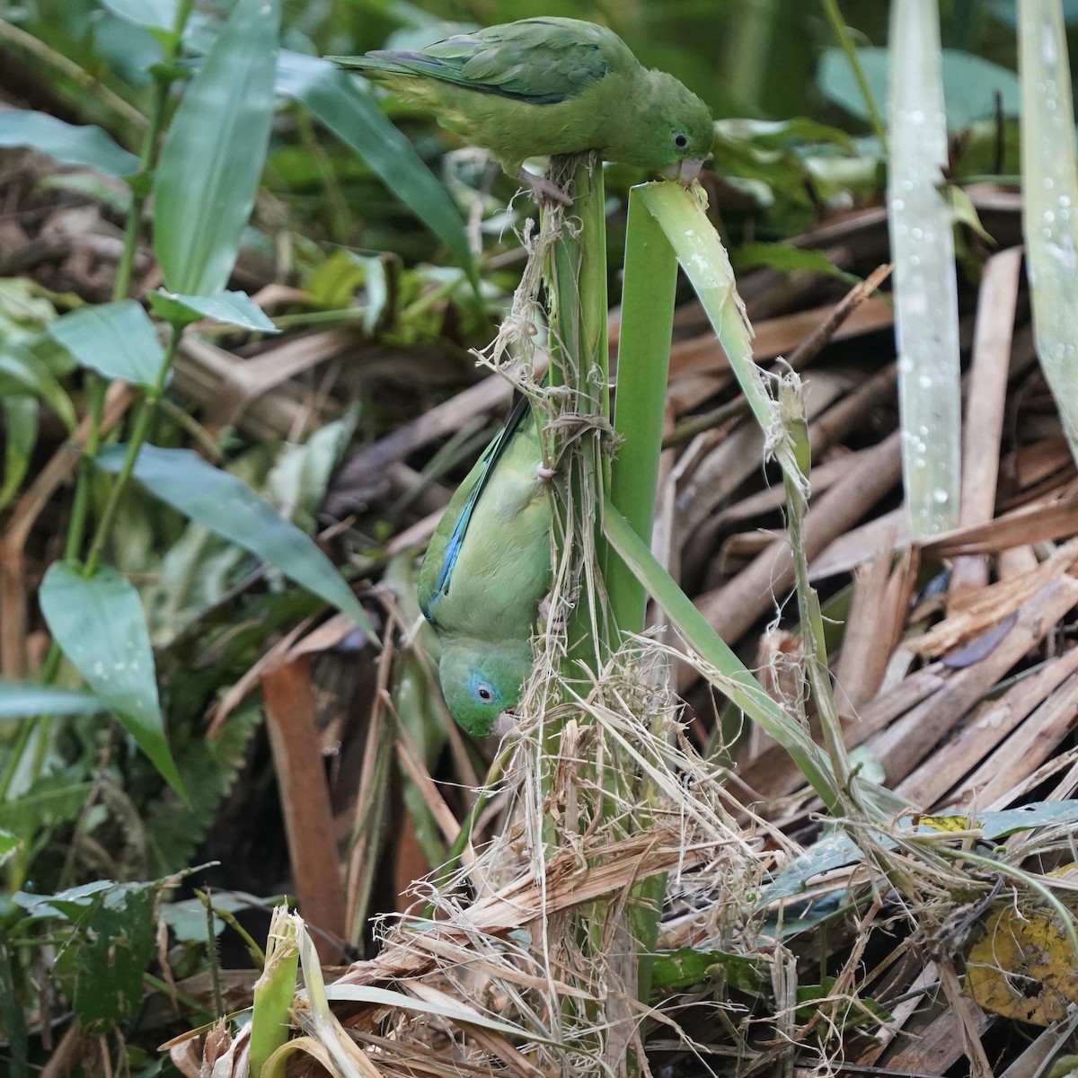Spectacled Parrotlet - ML646978583