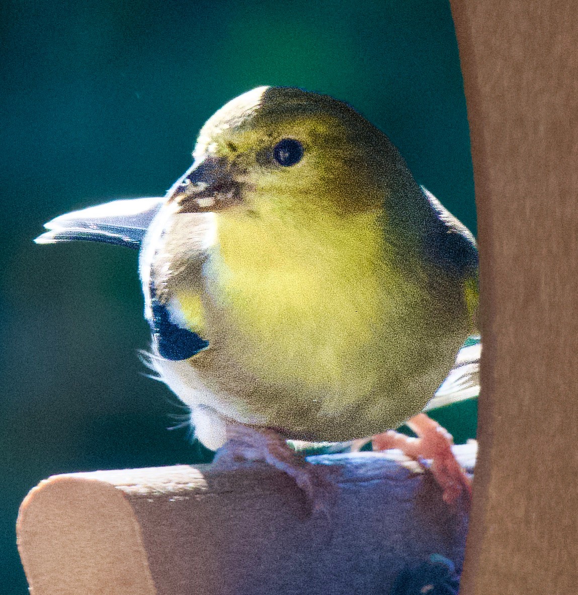 gulstillits - ML646978584