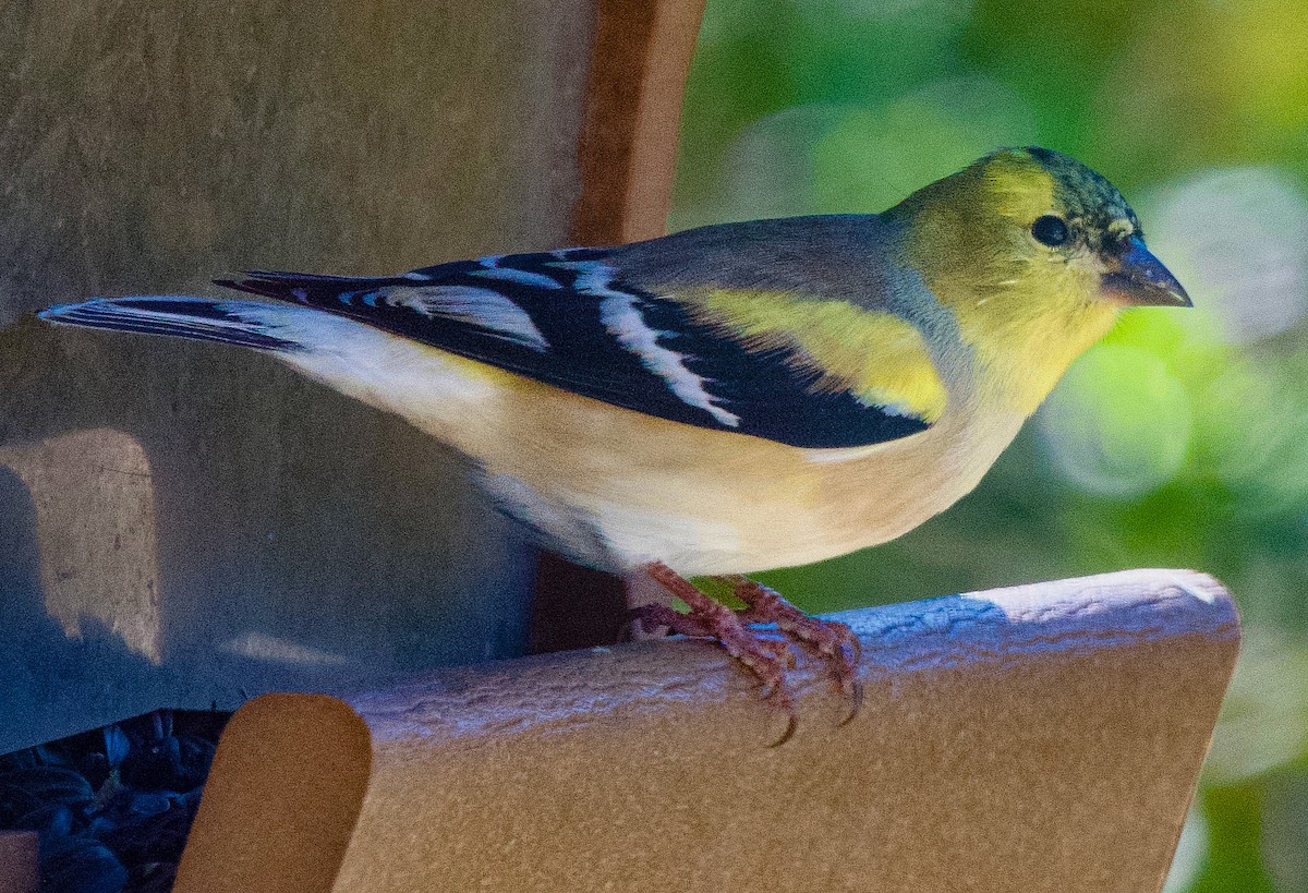 gulstillits - ML646978585