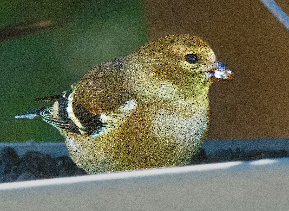 gulstillits - ML646978586