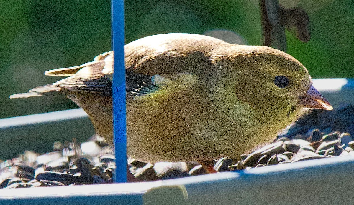 gulstillits - ML646978587