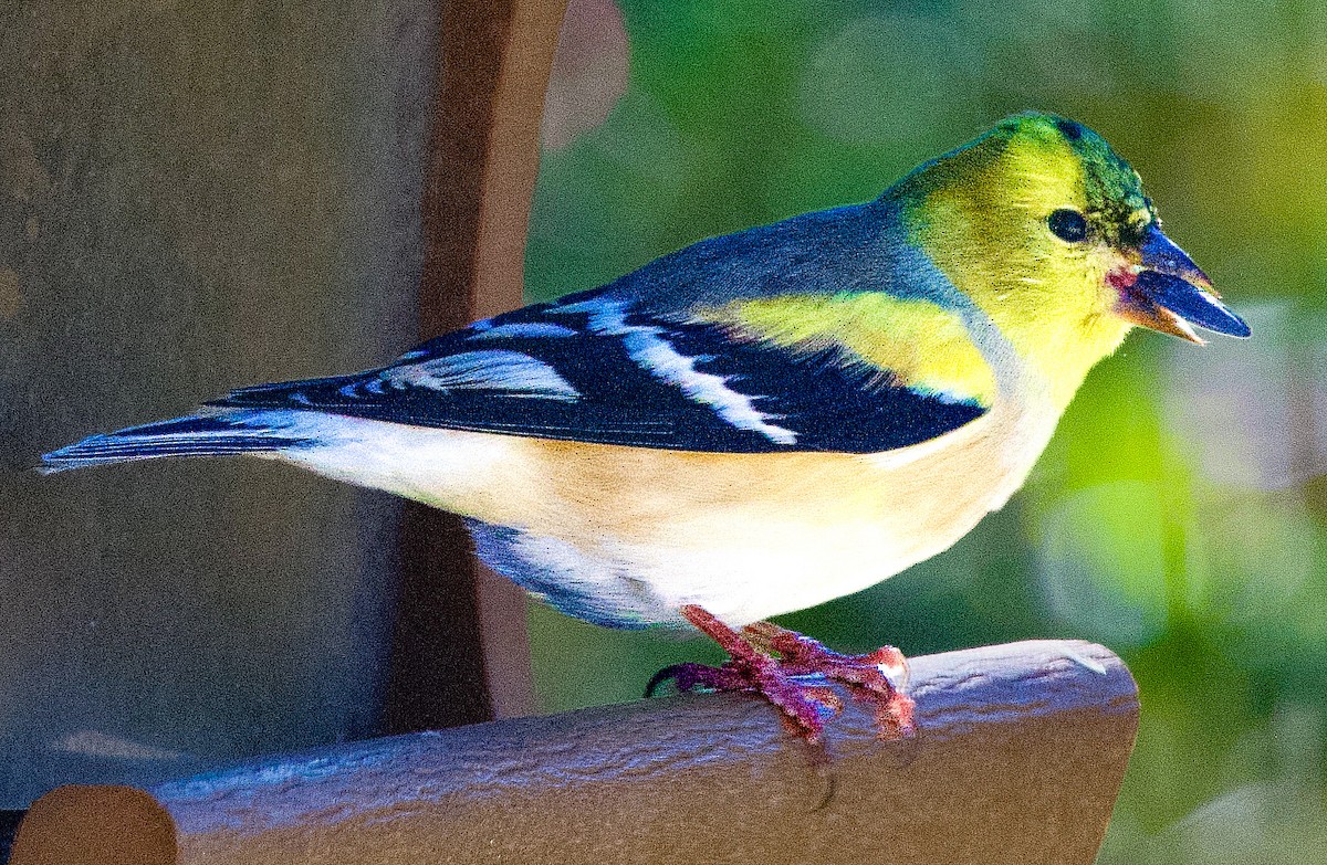 gulstillits - ML646978588