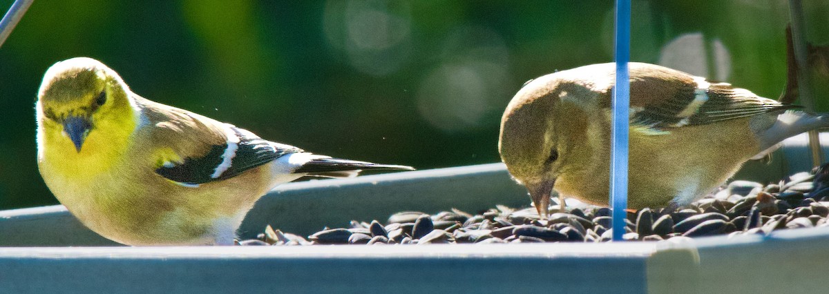 gulstillits - ML646978589