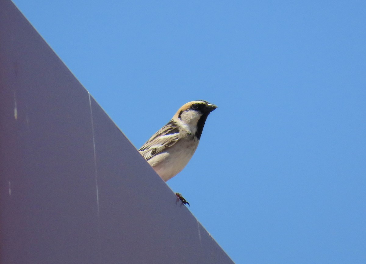 oasespurv - ML646978594