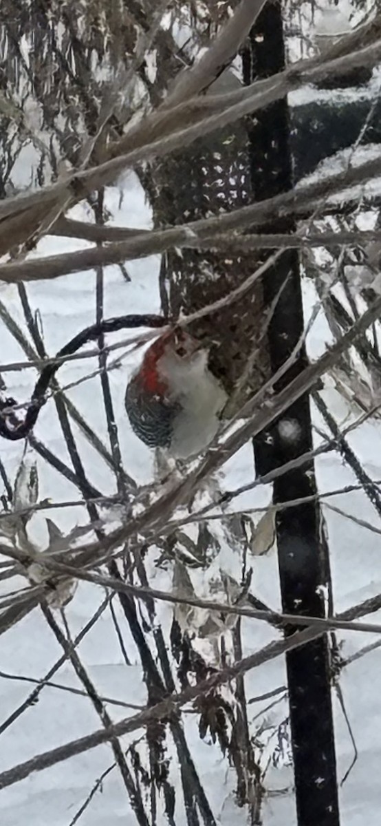 Каролинский дятел - ML646978595