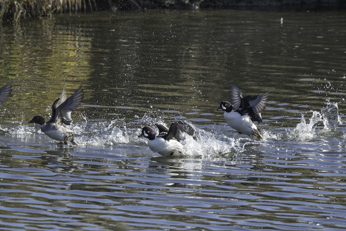 キタホオジロガモ - ML646978596