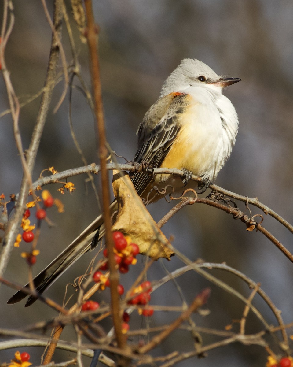 Scissor-tailed Flycatcher - ML646978599