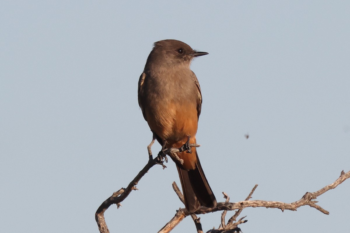 Say's Phoebe - ML646978602