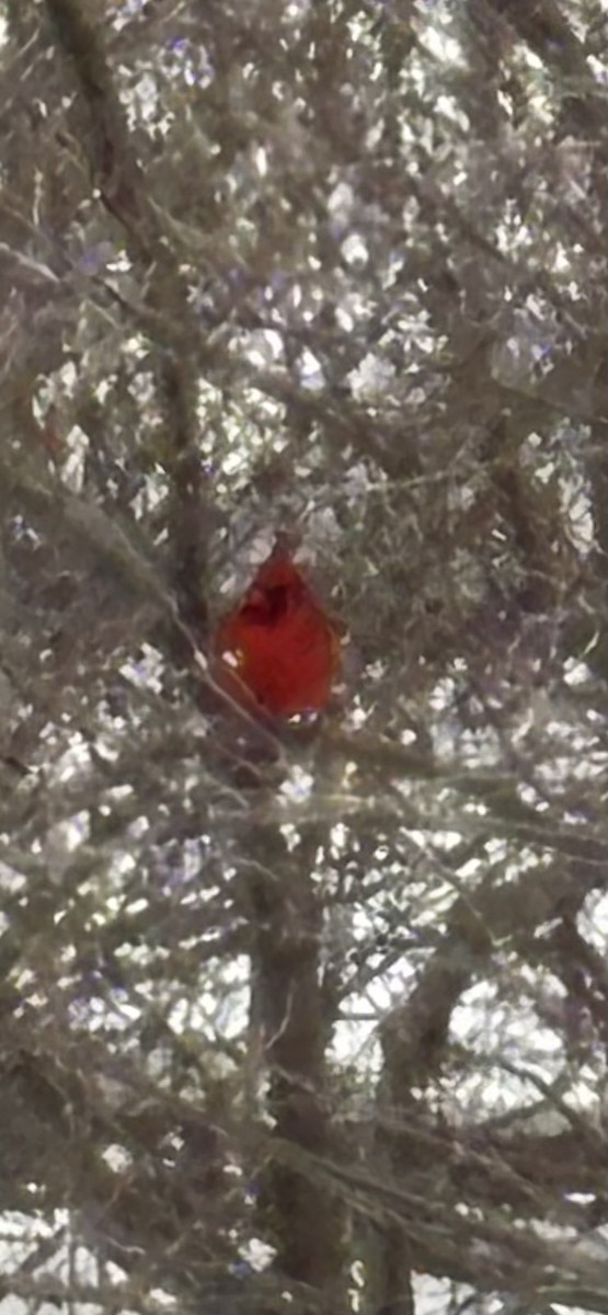 Красный кардинал - ML646978603