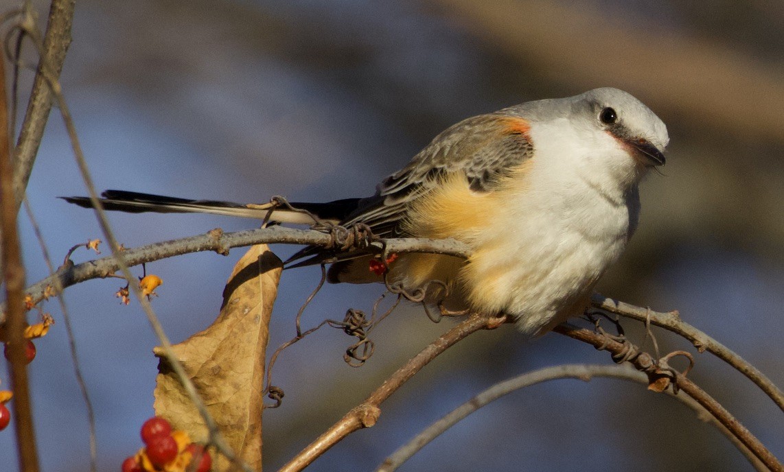 Scissor-tailed Flycatcher - ML646978609