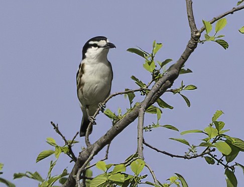 Brubru - ML646978610