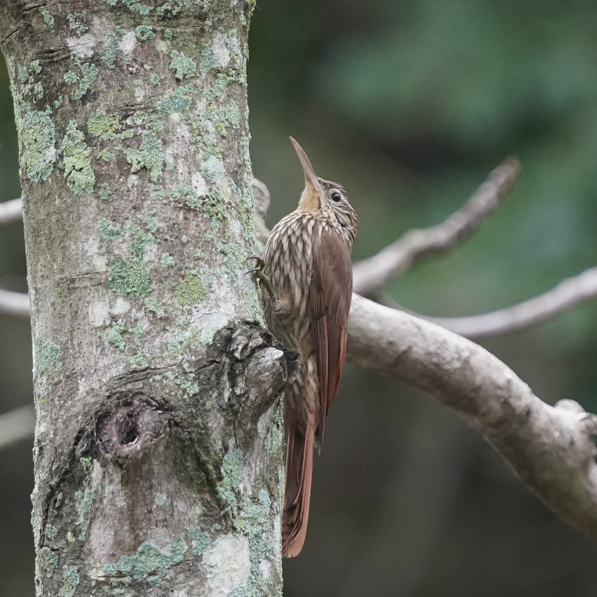 Streak-headed Woodcreeper - ML646978611