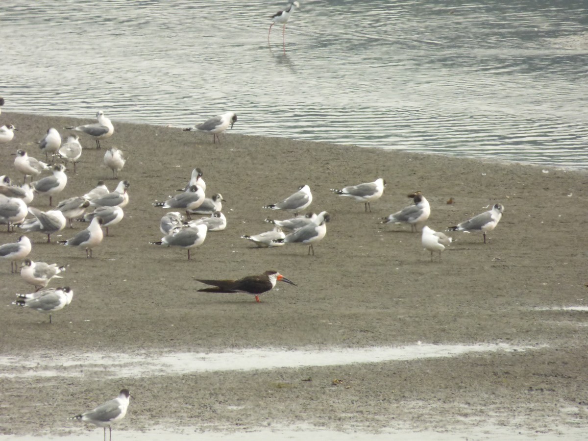 zoboun americký - ML646978613