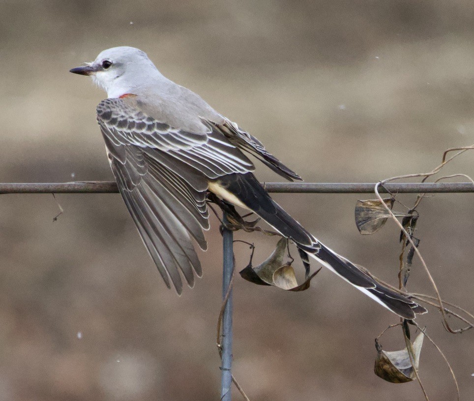 Scissor-tailed Flycatcher - ML646978615