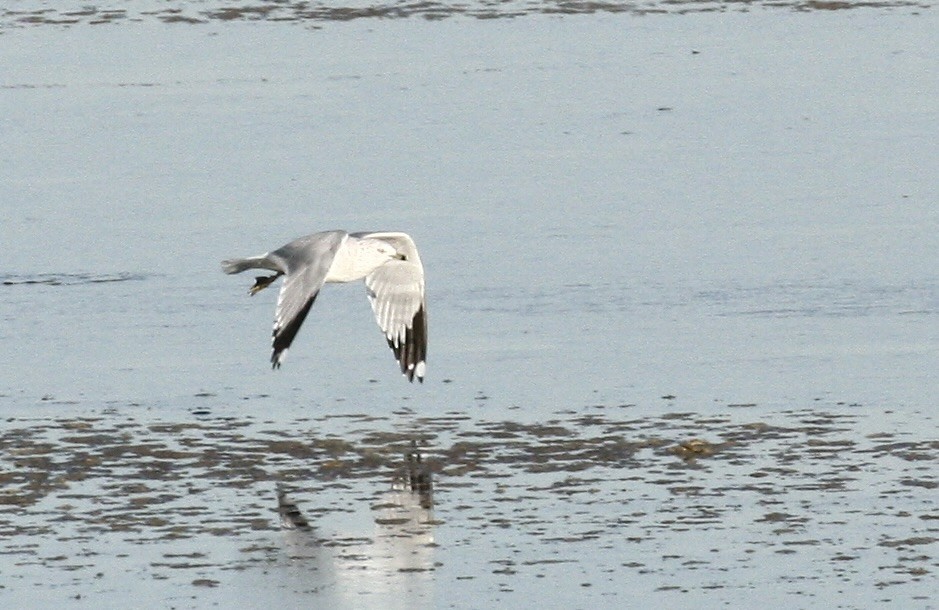 Ring-billed Gull - ML646978617