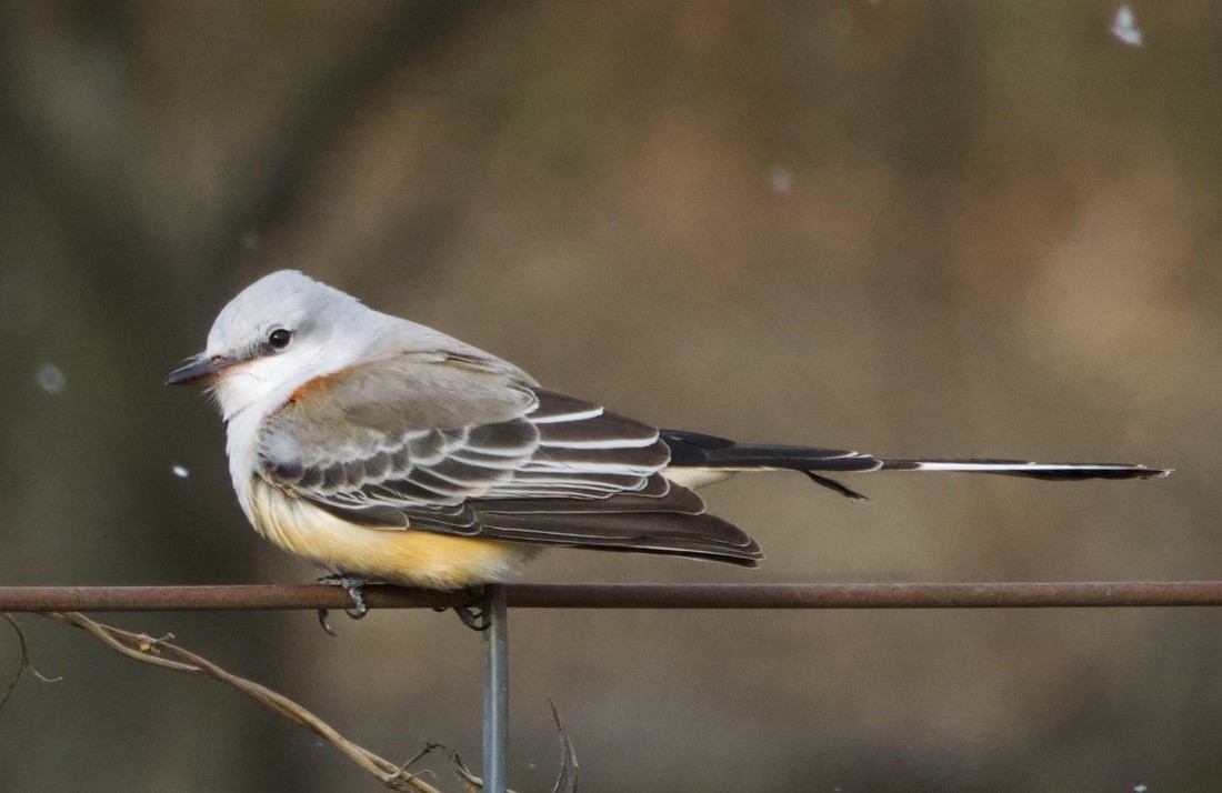Scissor-tailed Flycatcher - ML646978622