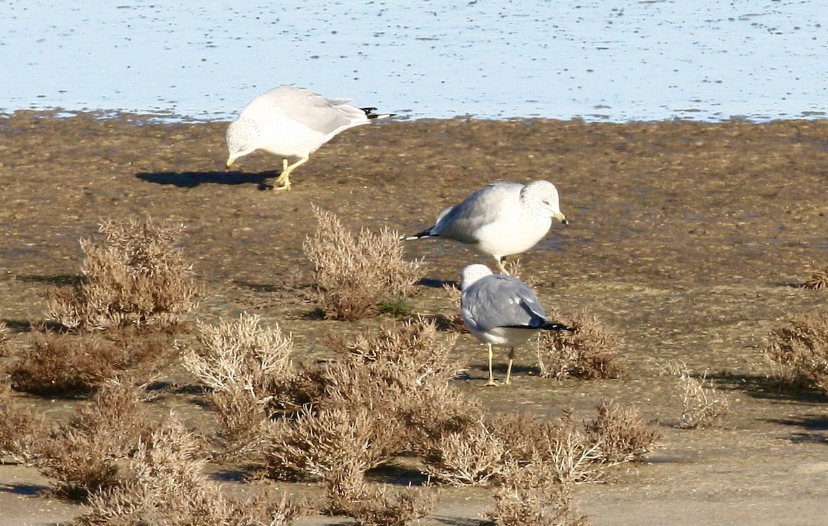 Ring-billed Gull - ML646978625