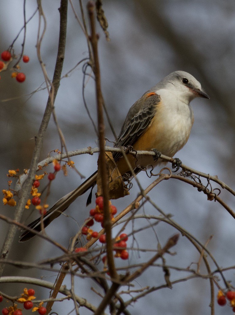 Scissor-tailed Flycatcher - ML646978627
