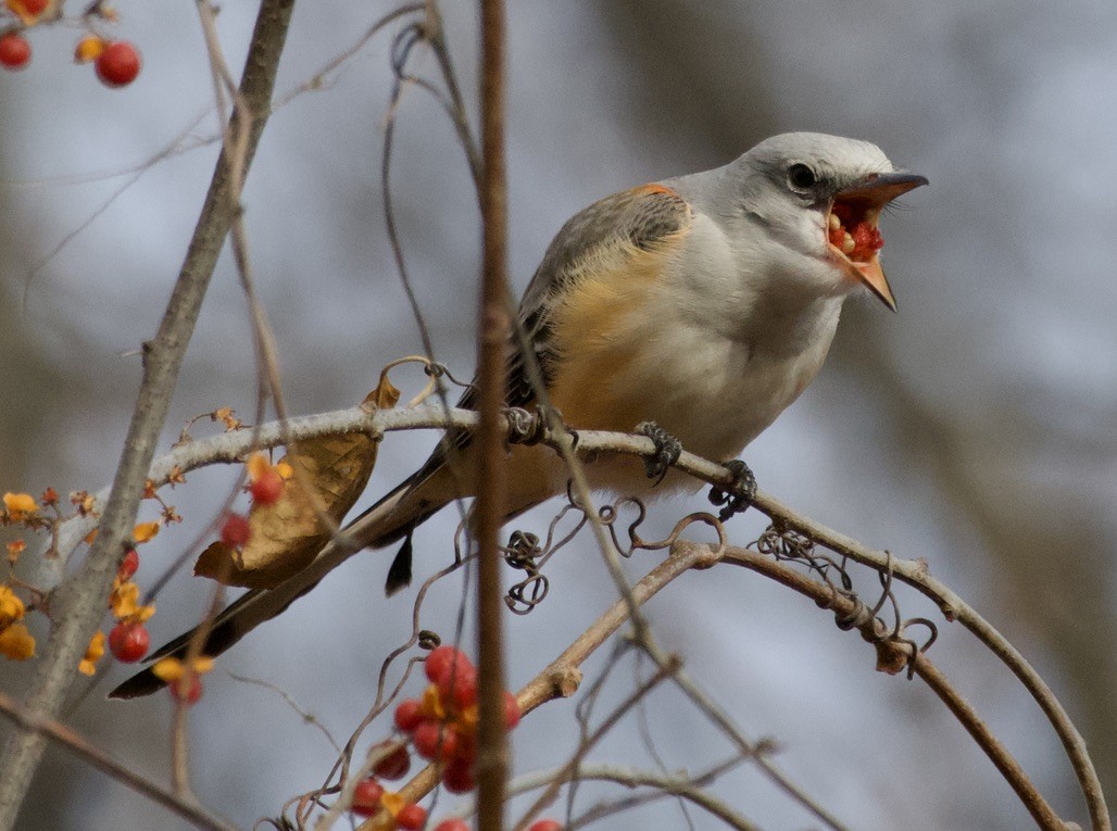 Scissor-tailed Flycatcher - ML646978637