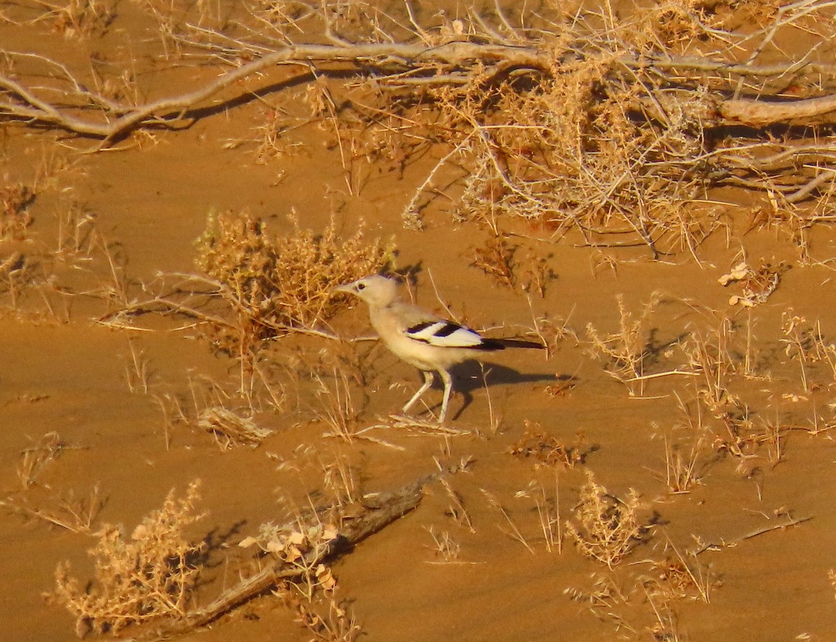 Turkestan Ground-Jay - ML646978641