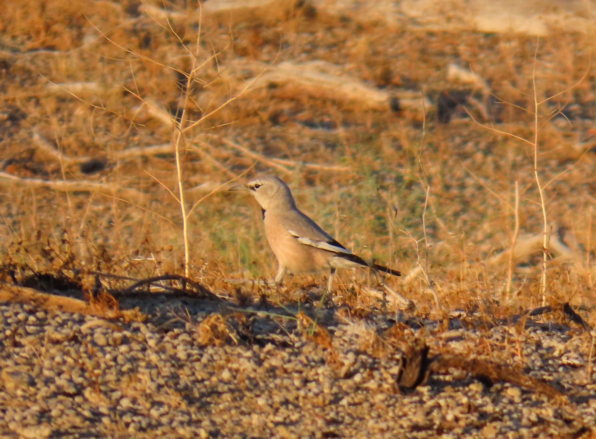 Turkestan Ground-Jay - ML646978642