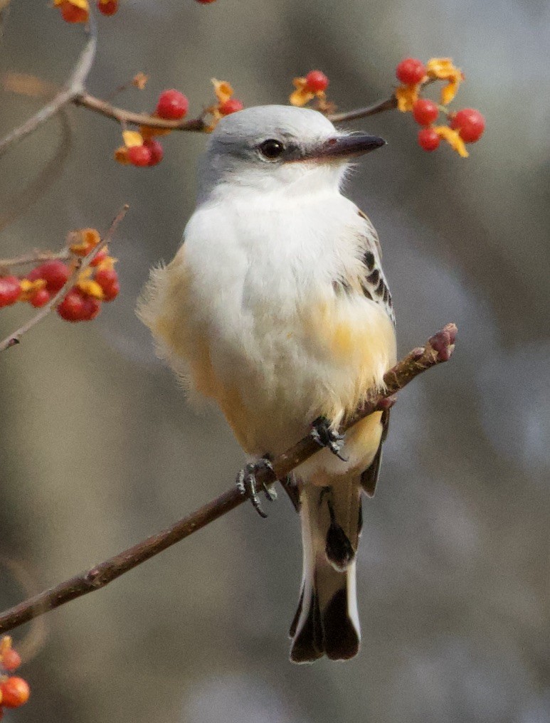 Scissor-tailed Flycatcher - ML646978645