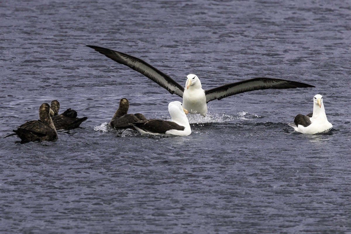 Albatros bekainduna - ML646978647