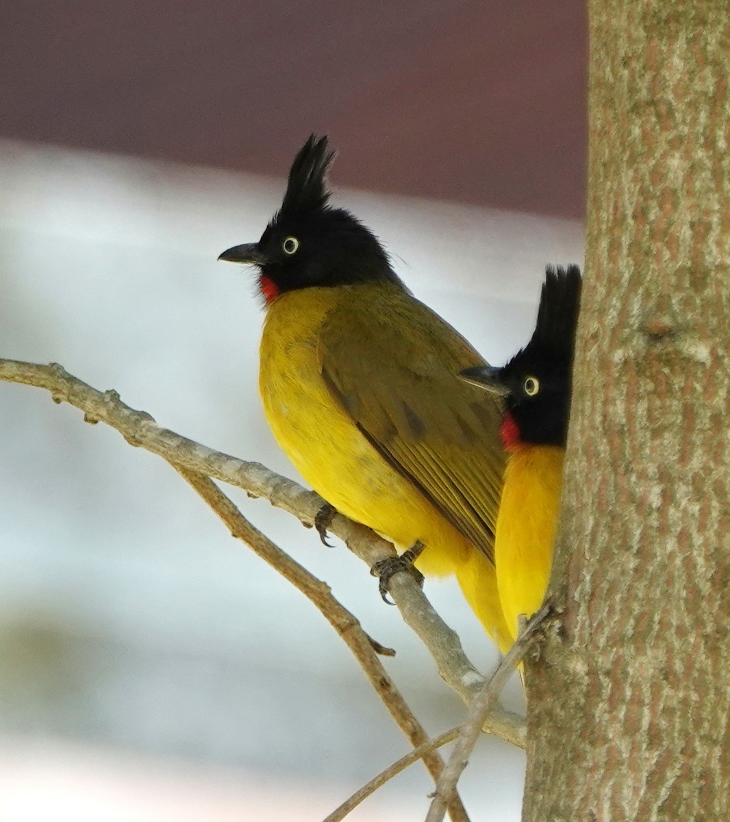 Black-crested Bulbul - ML646978652