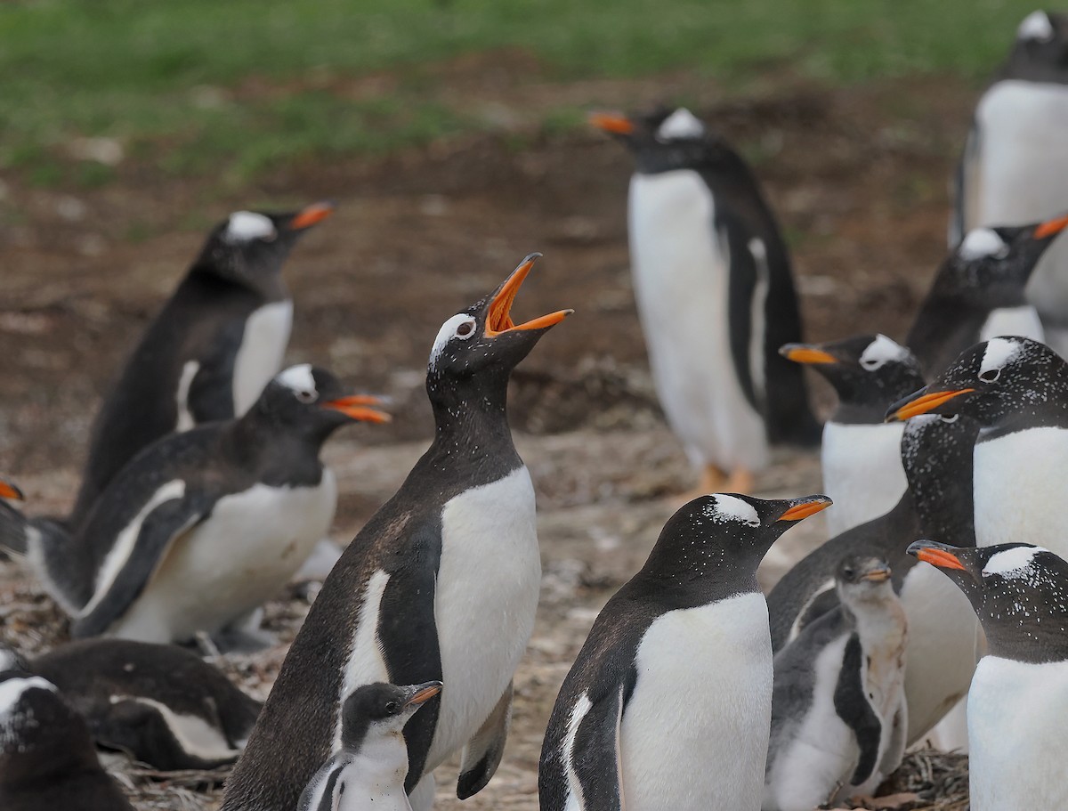 Gentoo Penguin - ML646978653