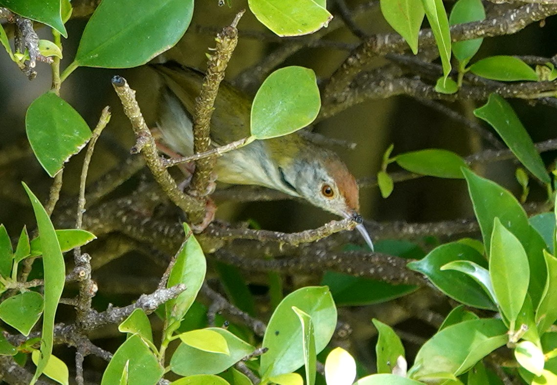 Common Tailorbird - ML646978661
