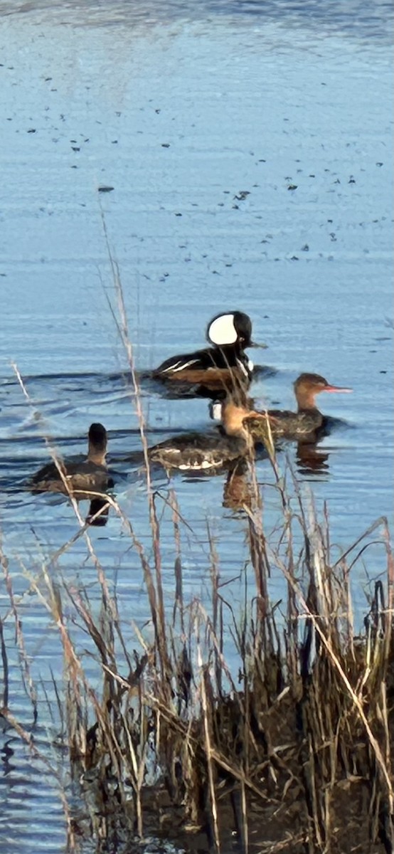 Hooded Merganser - ML646978664